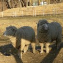 일영랜드 이미지