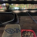 청춘물고기 이미지