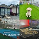 만족스러운 강아지 동반 숙소 단양 댕댕이 애견펜션 단양여행