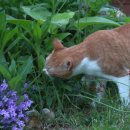 냥이멍이네 이미지