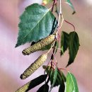 자작&white 이미지