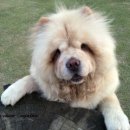 애개 하우스 이미지