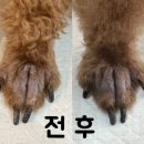 위드 더 독 이미지