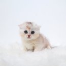 순한고양이 이미지