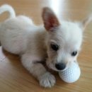 용문동물병원 이미지