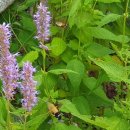 봉동옷전 이미지