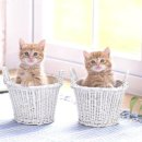 불광2-019 이미지