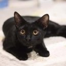 우다닥고양이호텔 이미지