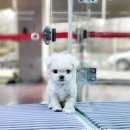 플레이독 파주본점 이미지