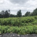 안성리-5 이미지