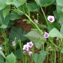 철원고구마 이미지