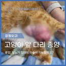 로얄동물외과수술센터 | [ 강릉 속초 동물병원외과 ] 고양이종양 재발 수술 후기, CT로 진단한 2차동물병원급 치료 과정