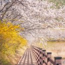 벚꽃마을경로당 이미지