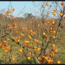 영신농장 이미지