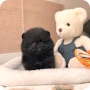 (주)펫펏 요미독강아지 요미캣고양이 동탄점 | 안산강아지분양 이젠 여기다 우리집 새 식구