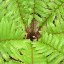 관중 (양치식물) [shield fern]/관중고사리 이미지