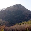 나무숲소 이미지