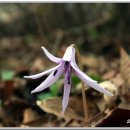 순창 거북바위절(龜巖寺)에서 장성 하얀양절(白巖寺)까지...(2008.04.13) 이미지