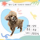 [입양완료]🐩퐁실퐁실 푸드리💕경기-고양-2025-00011 이미지