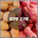 감자와 고구마 이미지