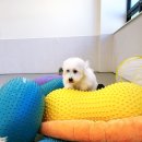 코코 반려견 호텔 이미지