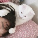 쓰담쓰담 이미지