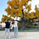 임고서원의 은행나무 | 임고서원 은행나무 경북 영천 가을 명소 황금빛 풍경 후기