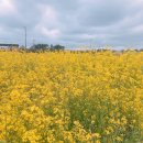 노블렌트카 이미지