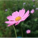 화랑愛 Daum카페