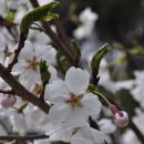 부귀리벗꽃 이미지