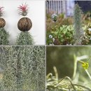 한국의 자원식물. 영원 불멸의 사랑, 틸란드시아 이오난사[Tillandsia ionantha] 이미지