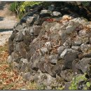 들꽃이야기 이미지