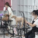 마리애견미용