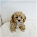 블리독수유점 고양이강아지분양 말티푸 미니비숑 포메라니안 | 부산 강아지분양 부산강아지분양 헬스독 애견입양 말티푸들포메라니안미니비숑