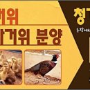 홍성청계닭농장 이미지