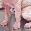 삼양 동물병원 이미지