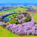 (주)영재서산사업소 | 2026 벚꽃 마지막 기회 지금 당장 가야 하는 숨은 명소 수원 황구지천 서산 한우목장 가볼만한곳 총정리