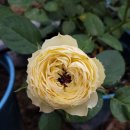 레몬 피아노 장미 (Lemon Piano Rose) - Hybrid Tea - Rosen Tantau 이미지