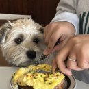 은봉애견 이미지