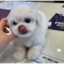 창원강아지분양 고양이분양 도그마루 이미지