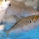 돌고래회수산 이미지