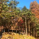 5060세대도 반한 무장애 가을 숲길 이미지