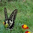 늘푸른 호숫가 펜션 이미지