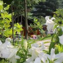 소문난순대집 이미지