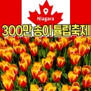 캐나다 온타리오 유명 봄 축제 나이아가라 300만 송이 튤립 페스티벌 정보