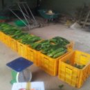 김정기 농장 이미지