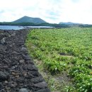 문주란 자생지 이미지