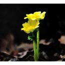 보수초등학교 이미지