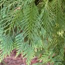 소나무파인트리(PINE TREE) 이미지