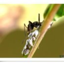 개미농장 이미지